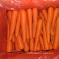 New Harvest Good Quality of Fresh Carrot